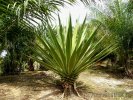 agave americana