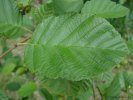 Alnus incana