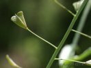 Capsella bursa pastoris