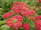 Achillea millefolium