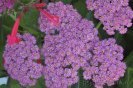 achillea_millefolium_yarrow