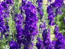 Delphinium consolida