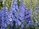Delphinium Живокость