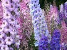 Живокость Delphinium